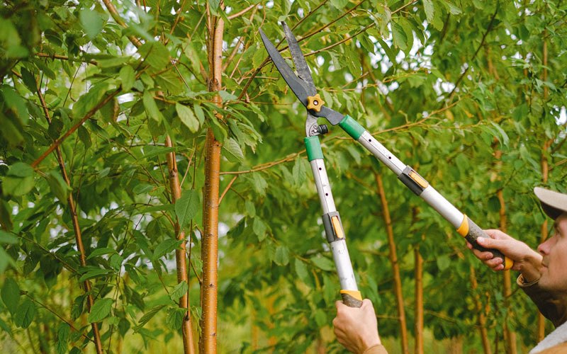 Tree trimming in Asotin, WA